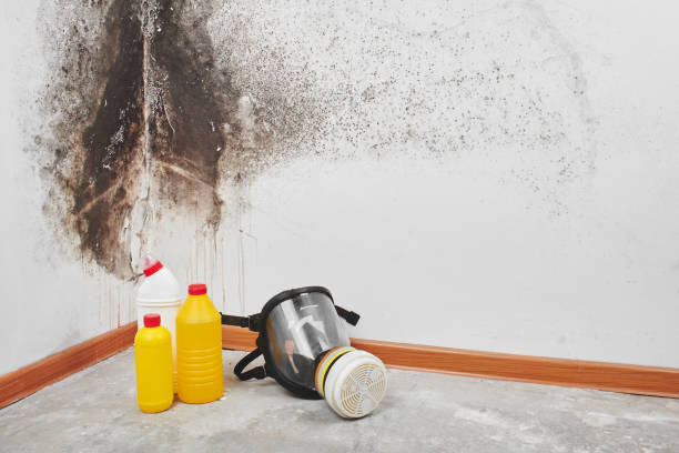 Best Same-Day Mold Removal  in Temesl Valley, CA