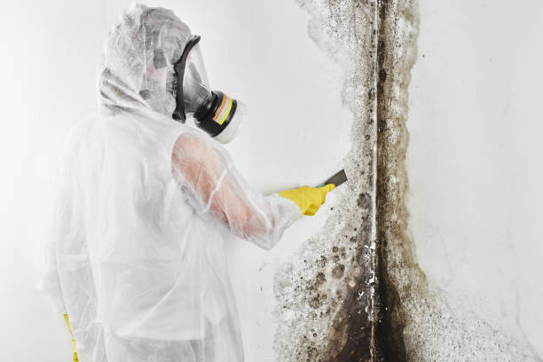 Best Residential Mold Removal  in Temesl Valley, CA