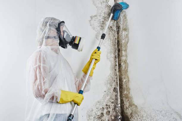 Best Certified Mold Removal  in Temesl Valley, CA