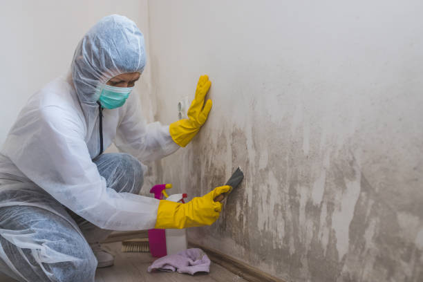 Best Local Mold Removal Service  in Temesl Valley, CA
