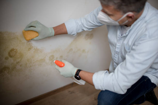 Best Affordable Mold Removal  in Temesl Valley, CA