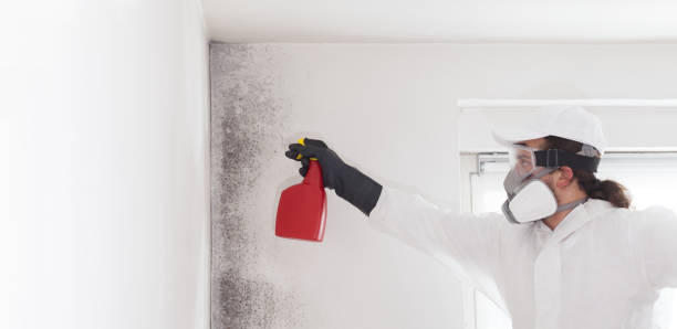 Best Home Mold Removal  in Temesl Valley, CA