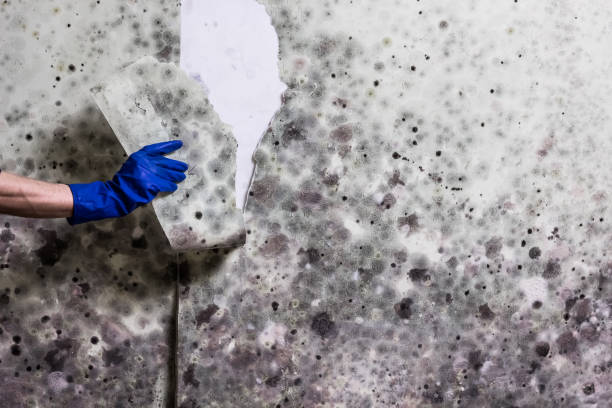 Best Toxic Mold Removal  in Temesl Valley, CA